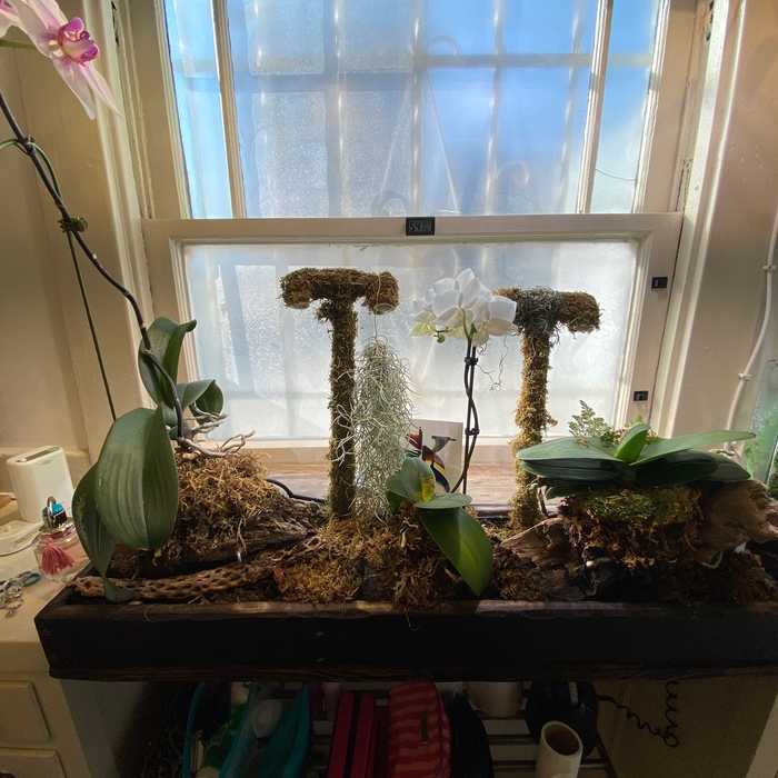 Orchid planter