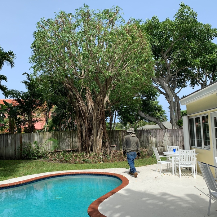 Complete Tree trimming