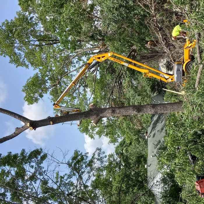 Tree Removal