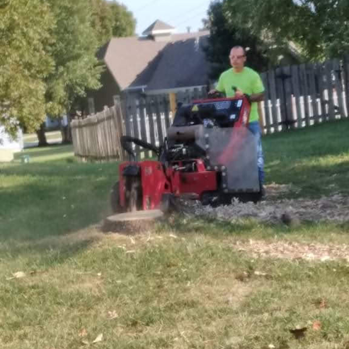 Ash Tree Stump Removal