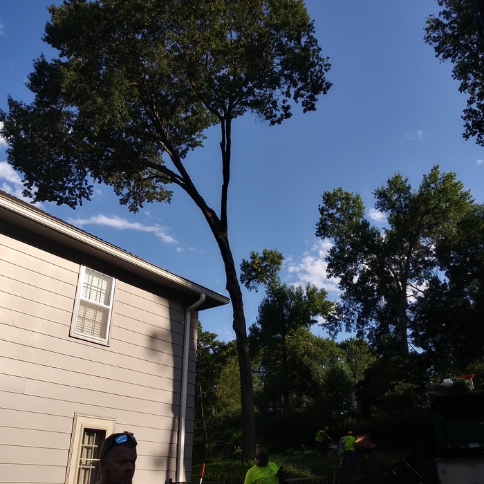 Maple tree removed