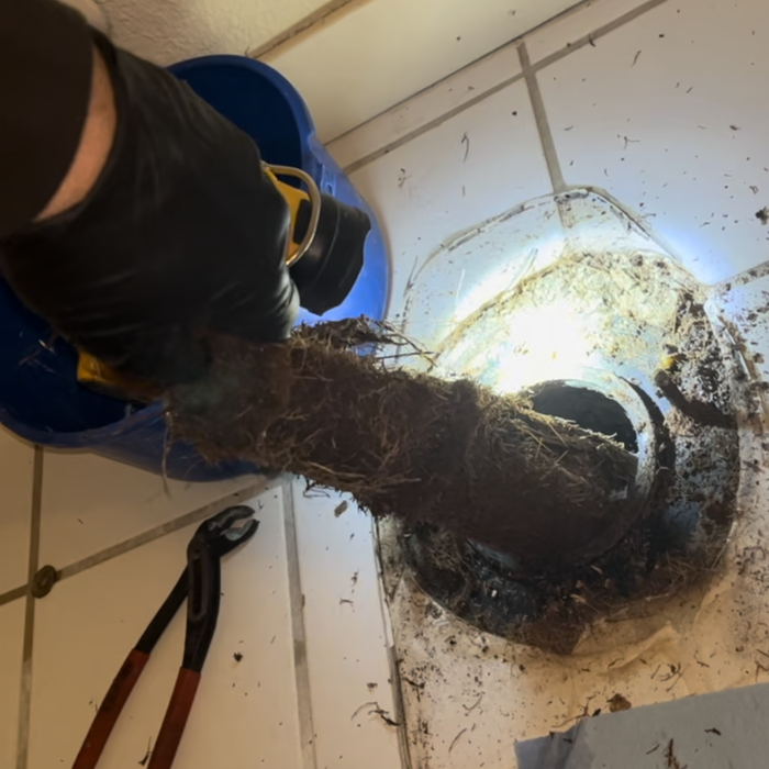 Tree Roots in Toilet Drain Line