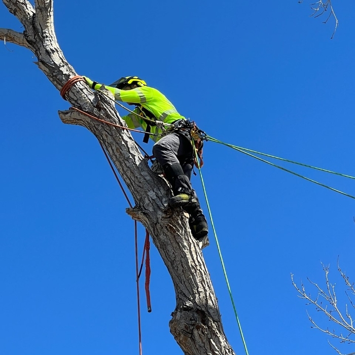 Me, &quot;rigging&quot; that Cottonwood