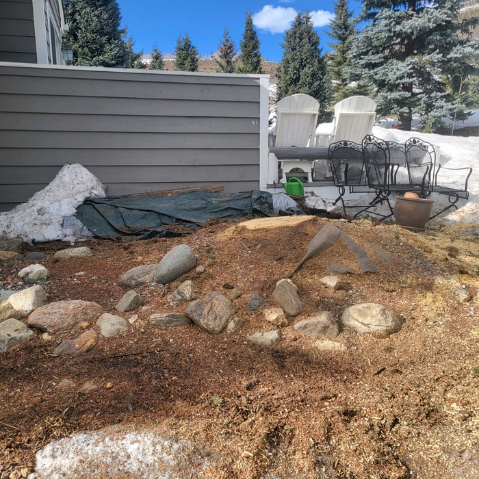 Len S Blue Spruce Removal 5