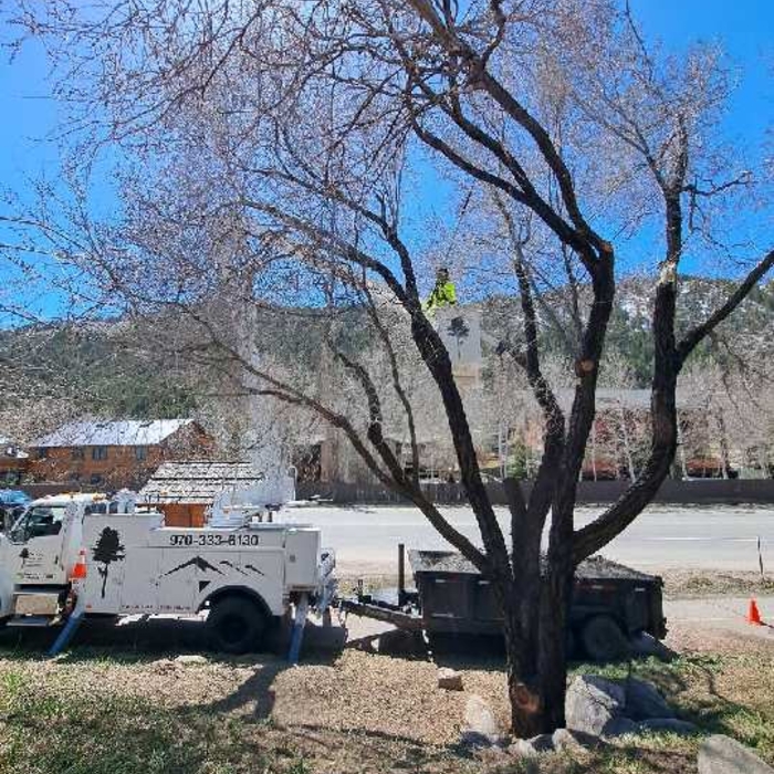 River Forge Condominiums Elm Tree Trim