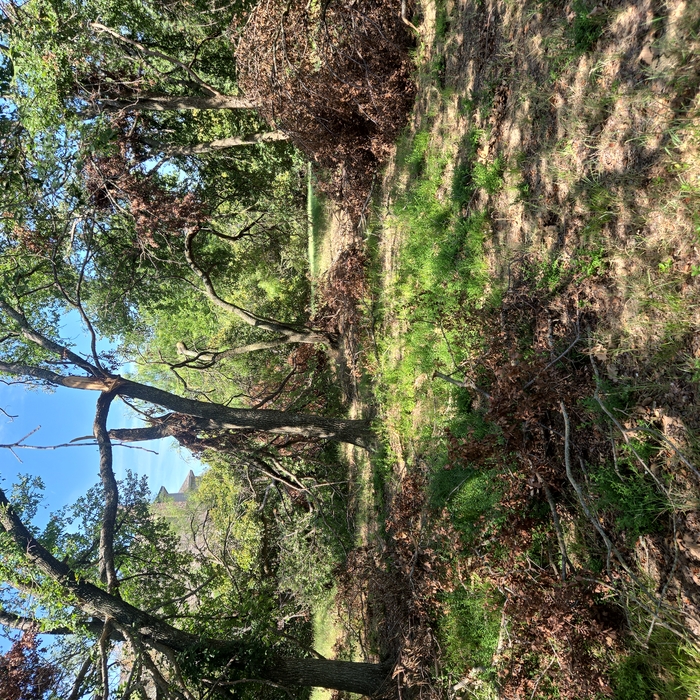 Tree removal
