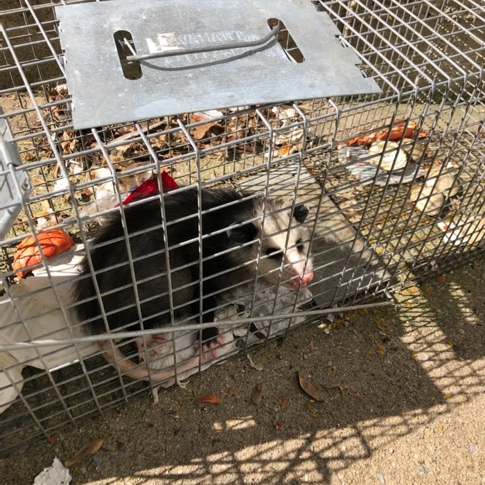Possum