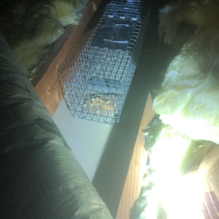 Trap in attic