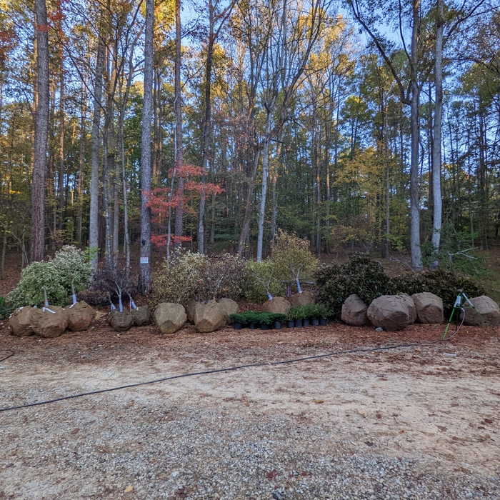 lined up and ready to plant