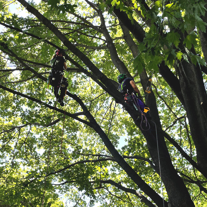 Discussing the pruning plan