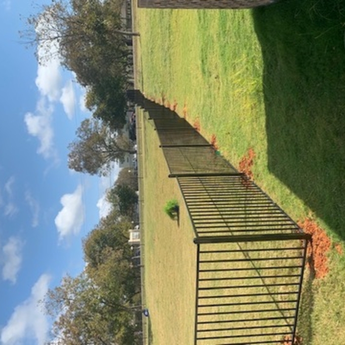 Pecan plantation