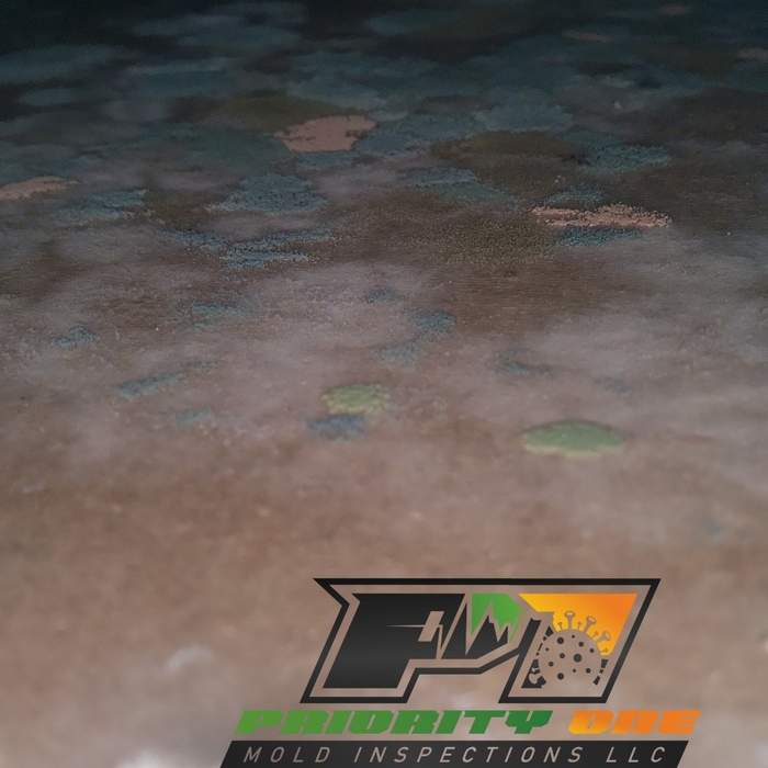 Colony of Mold Spores