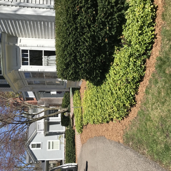 Brown mulch contrasts green bushes