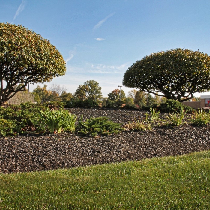 COMMERCIAL LANDSCAPE MAINTENANCE