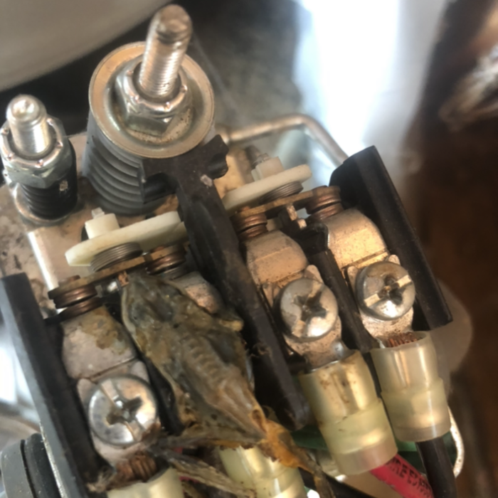 Frog Switch