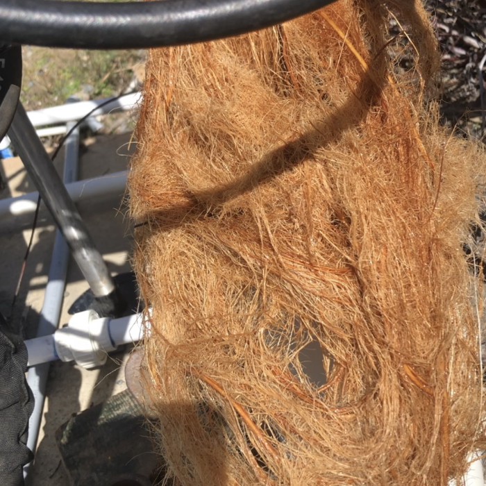Roots in the Casing 2