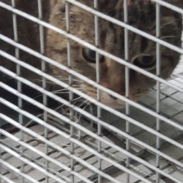 Rescued Cat