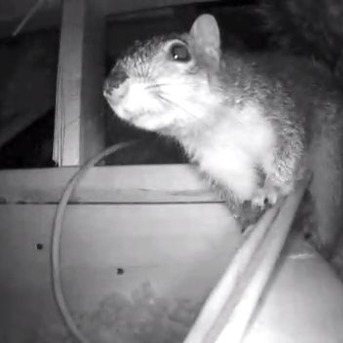 Caught! on the Green Pest Guys Rodent Cam