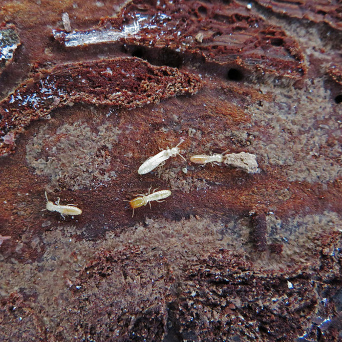 Termite worker, Soldier and alate