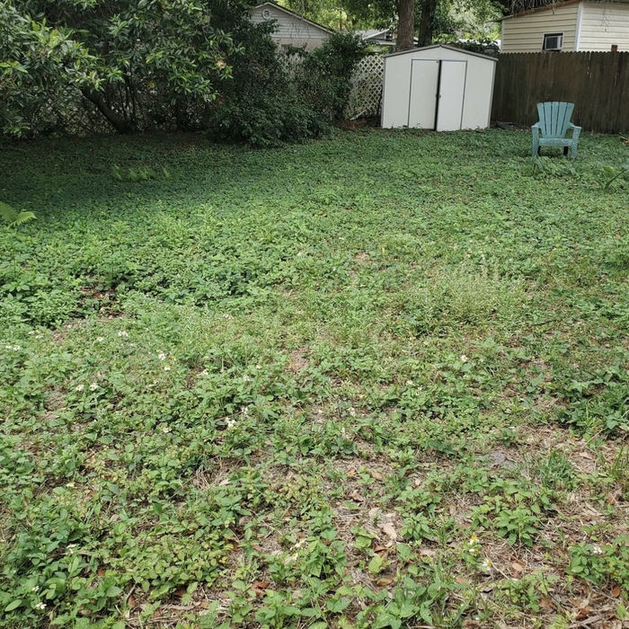 BACK YARD  2