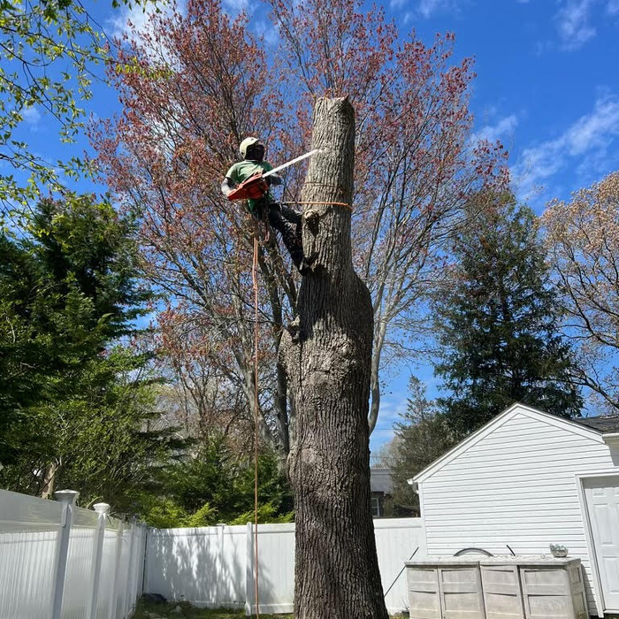 tree cutting