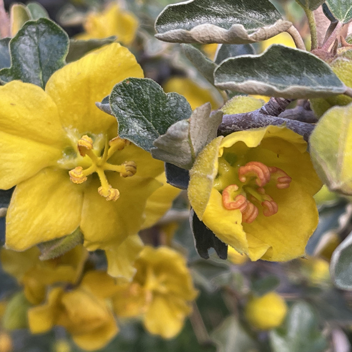 Flannelbush - our name sake!