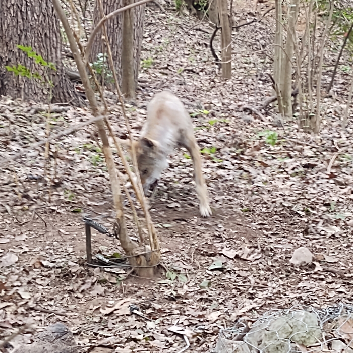 Female coyote