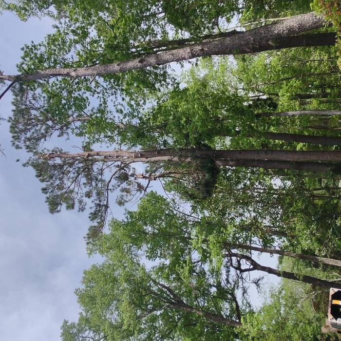Removing tree