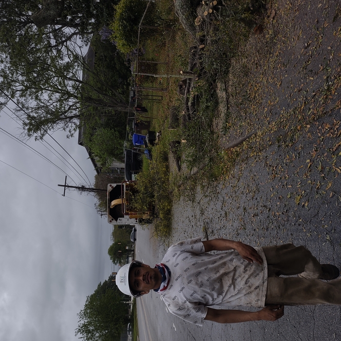 Removing a very dangerous oak tree on the electric