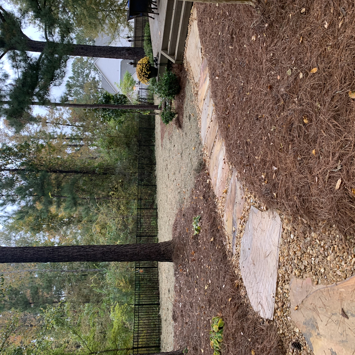 Backyard part 2