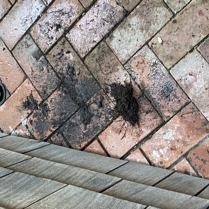 root intrusion