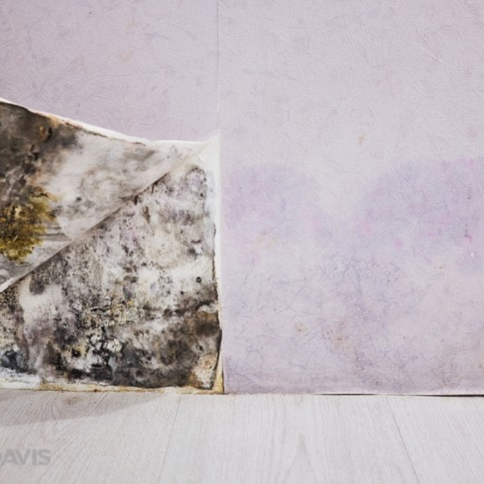 Mold Remediation