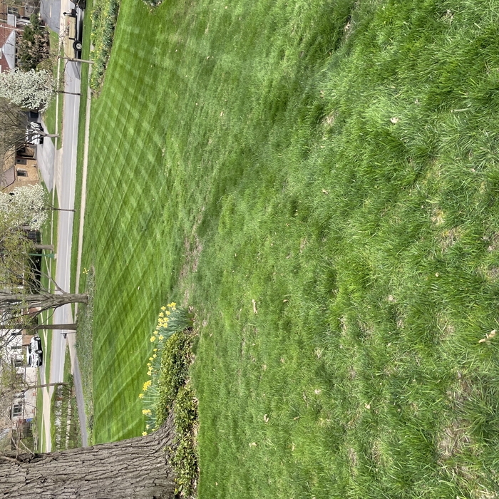 Grass cutting