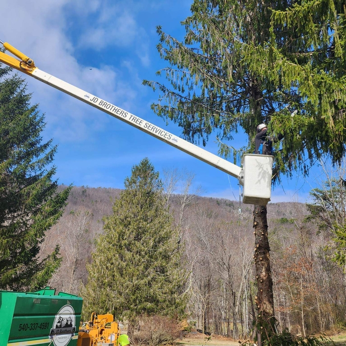 Tree trimming
