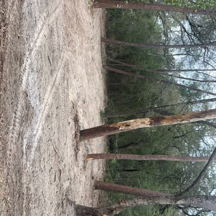 After clearing underbrush
