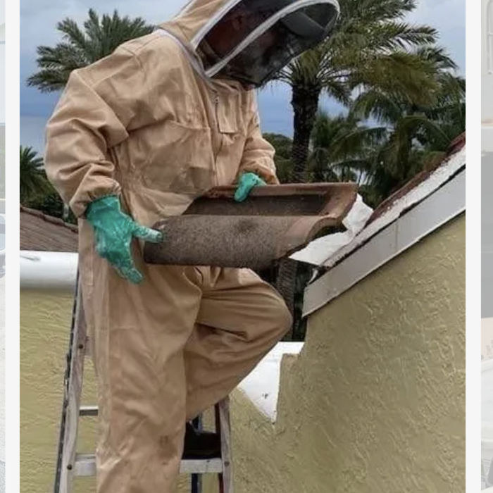 Bee Removal