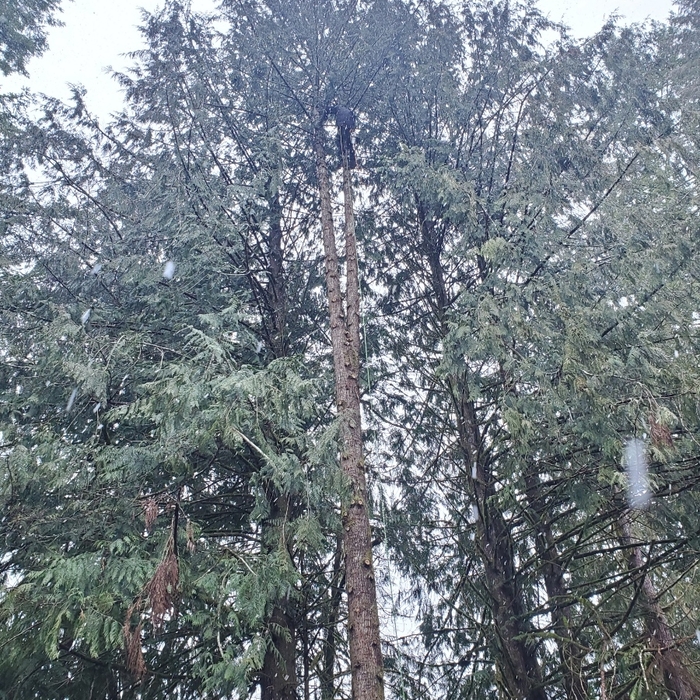 Cedar Tree