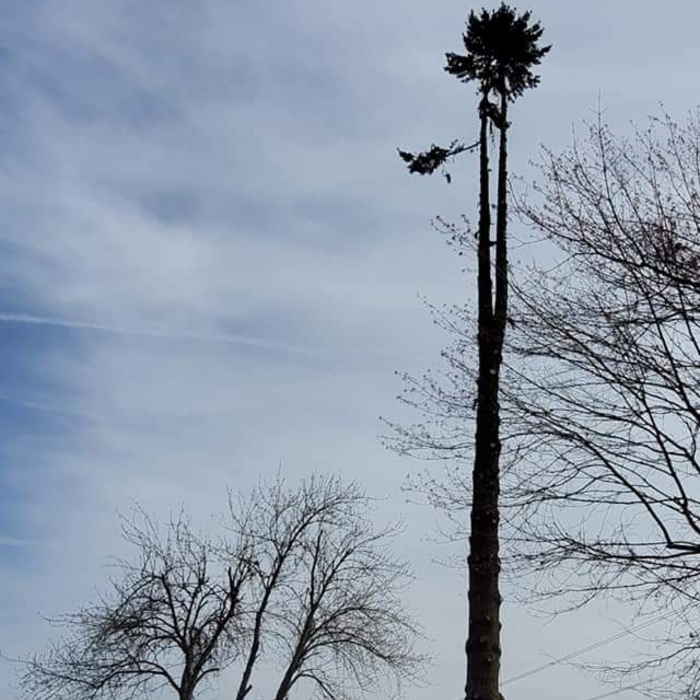 Fir Tree