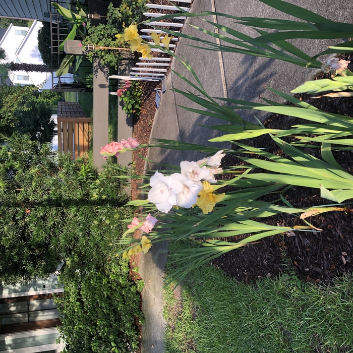 Front landscaping