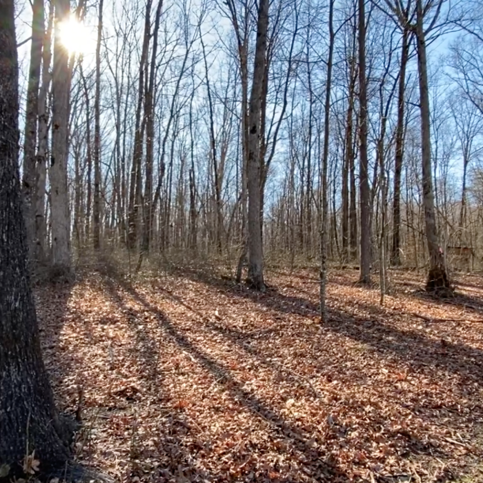 Forestry Shot