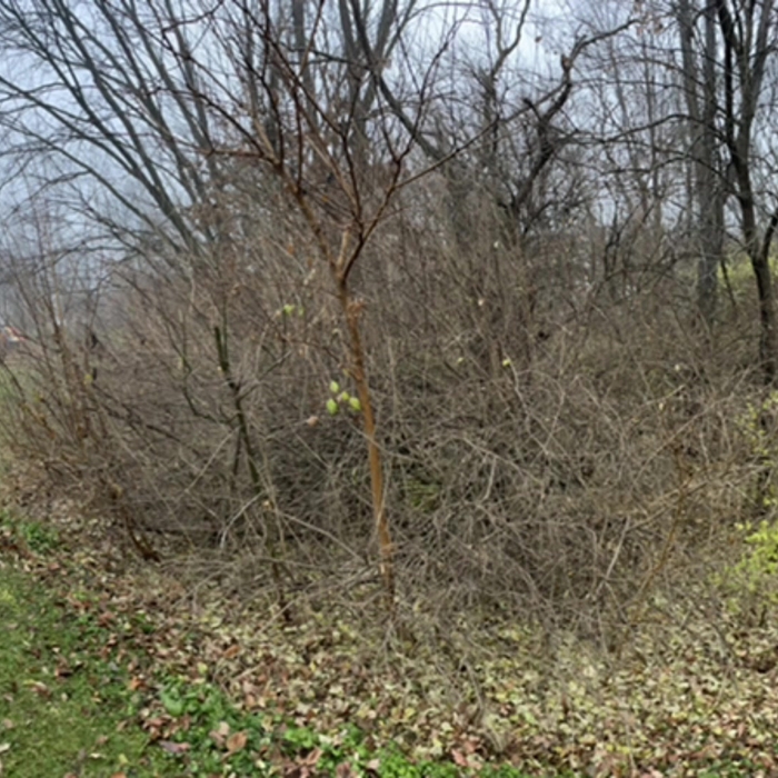 Overgrown Backyard