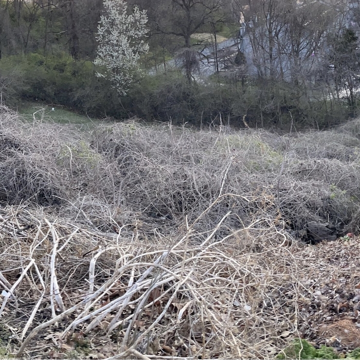 Honeysuckle Overgrown