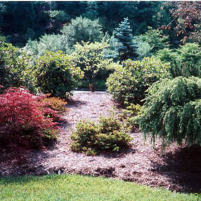 Backyard Bed