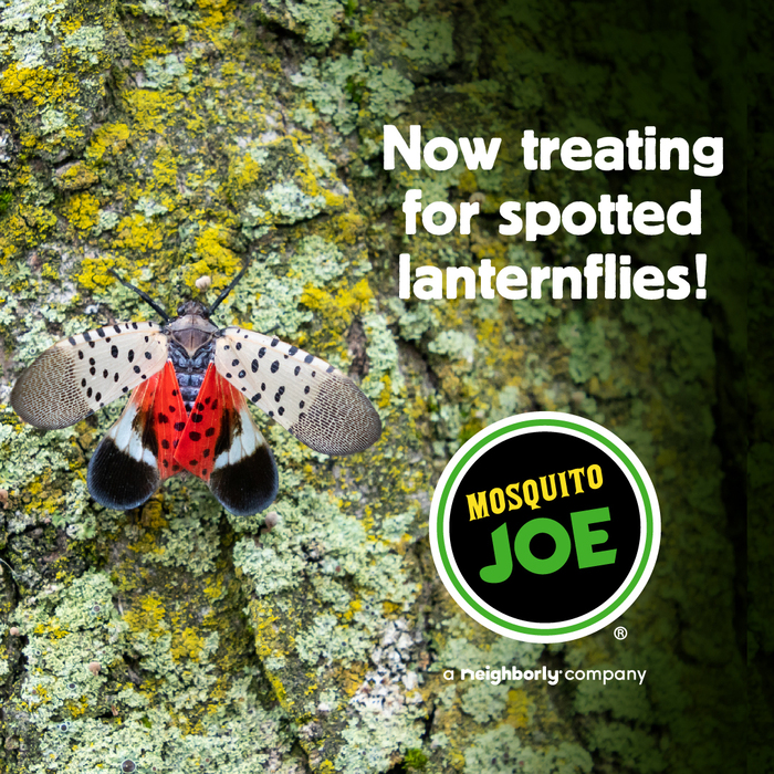 Now Treating for Spotted Lantern Flies