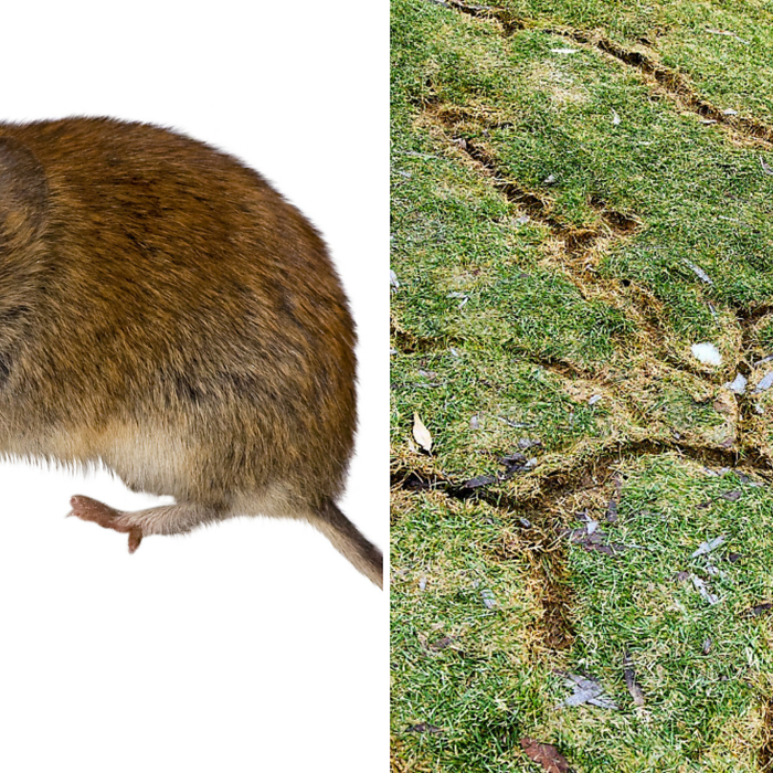 Voles
