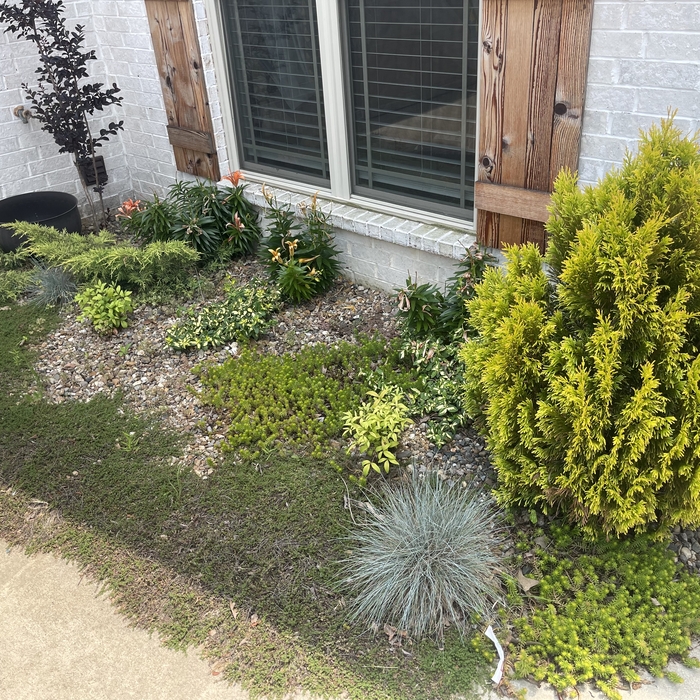 no mulch only wash rock and shrubs/lillys