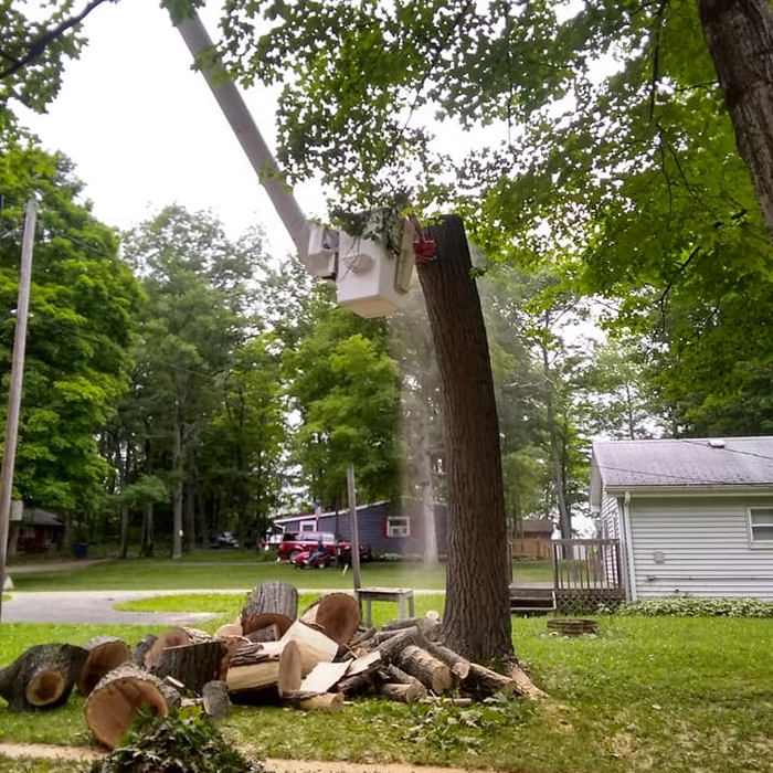 Tree Removal