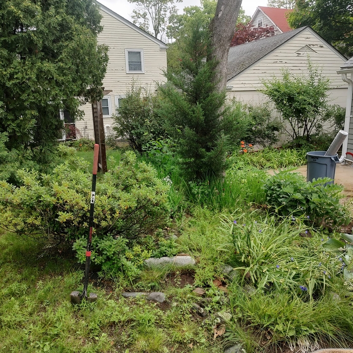 Overgrown garden