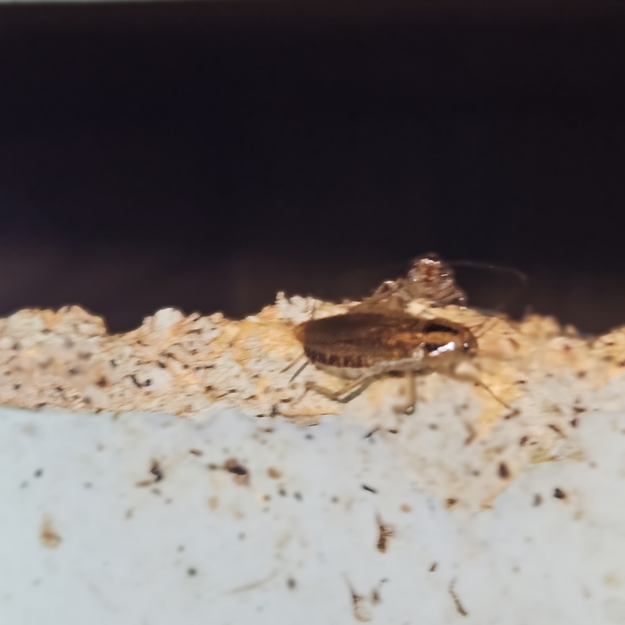 Roaches!