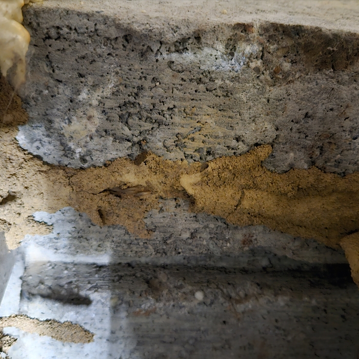 Termite Mud Tubes
